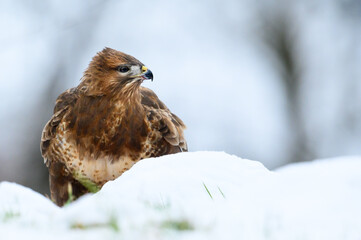 Mäusebussard im Schnee

