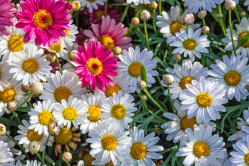 Multicolored cultivated flowers Marguerite daisy close-up on agricultural field