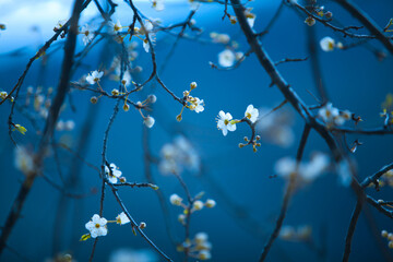 white spring blossoms on blue background
