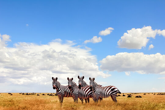  Wild zebras in the African savanna against the beautiful blue sky with white clouds. Wildlife of Africa. Tanzania. Serengeti national park. African landscape. Copy space.