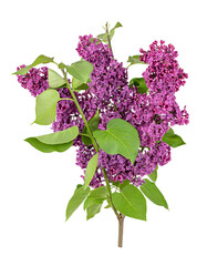 Lilac flowers on white background © A_Skorobogatova