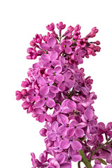 Lilac flowers on white background