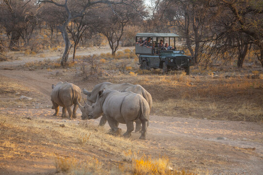 Rhinoceros in Etosha National Park of Namibia, Southern Africa.