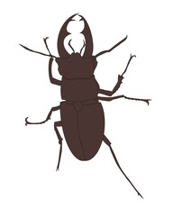 illustration of a bug