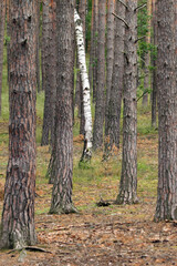 Obraz premium trunks of coniferous trees in the forest with one trunk of birch