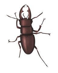 beetle isolated on white background