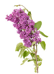 Lilac flowers on white background