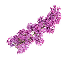 Lilac flowers on white background © A_Skorobogatova