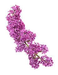 Lilac flowers on white background © A_Skorobogatova