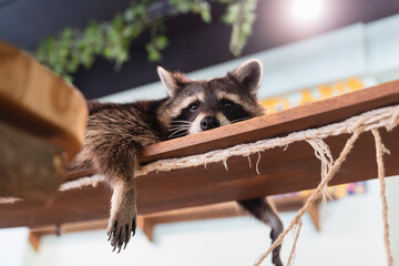 Raccoon on the shelf