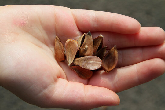 Buchenfrucht, Bucheckern, Buchennuesse, Obst, Buche, Tiernahrung, Geisa, Thueringen, Deutschland, Europa   -- Beech fruit, beech nuts, beech nuts, fruit, beech, pet food, Geisa, Thuringia, Germany, Eu