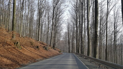road through the forest, trees have no leafes