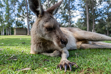 kangaroo eating grass