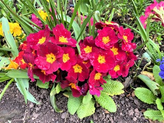 flowers in the garden