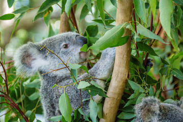 koala in tree