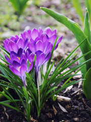 Spring flowers crocuses in the natural environment, spring greeting card