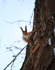 Cute squirrel on acacia tree in winter forest