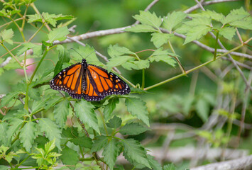 butterfly on leaf