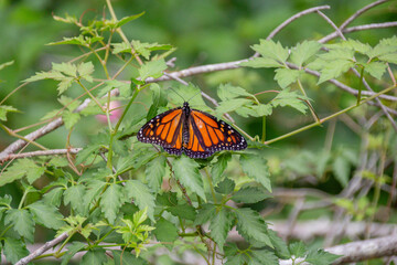 orange butterfly on leaf