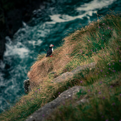 Puffin on cliff, ocean waves in background, Faroe Islands.