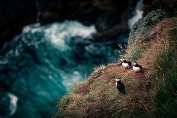 Puffins on cliff, ocean waves in background, Faroe Islands.