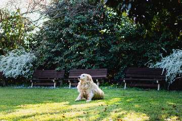 A dog in garden