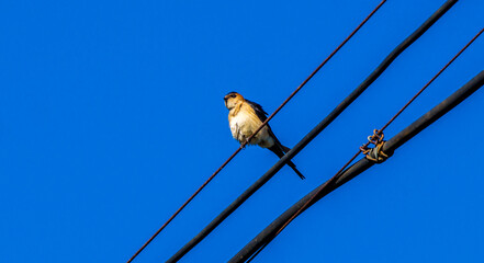 Swallow perched on power lines 