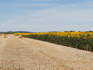 Paysages de campagne, champ de tournesol, coteaux et plaines fertiles de la grande Limagne en Allier, centre d'Auvergne