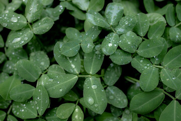 Green leaf with water drop on black background