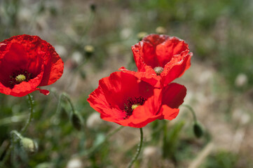 Naklejka premium Coquelicots dans un champs