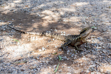lizard on the rock