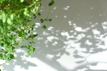 Leaf shadow  blurred background. Natural leaves of plant shadow and light from sunlight dappled on white wall . Copy space