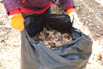 Woman collects trash in the bag. Cleaning the area from dry leaves and grass. Spring cleaning in the garden