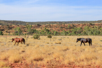 herd of horses