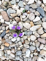 Violets in Pebble Garden 1