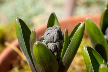 a hyacinth with closed buds in a flower pot