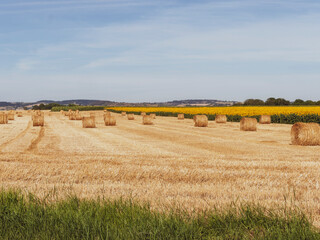 Fototapeta premium La Grande Limagne au centre de l'Auvergne entre Allier et la Chaine des Puys. Paysage de Champ de tournesol et champ de blé moissonné