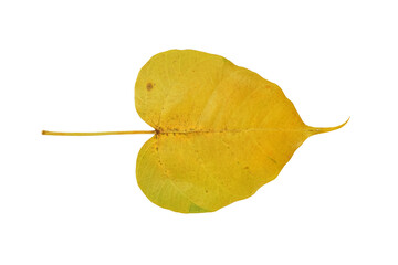 yellow leaf Pho leaf or Bo leaves heart-shaped,bodhi leaf isolated on white background with clipping path
