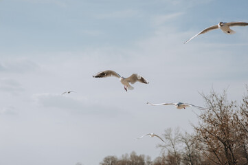 A flock of beautiful white, gray seagulls fly, soar in the spring time against the background of the blue sky and clouds in nature with trees.