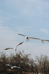 Many large, beautiful, white sea gulls fly against the background of a blue sky, soaring above the clouds and the sea, spreading their long wings. Summer, spring photography of birds.