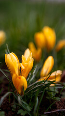 Yellow crocus