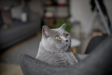 British Shorthair cat sitting on a gray chair.