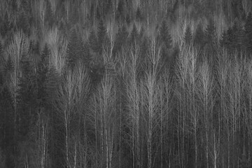 Forest texture in black and white