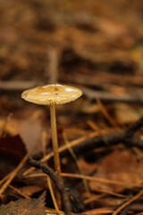 mushroom in the forest