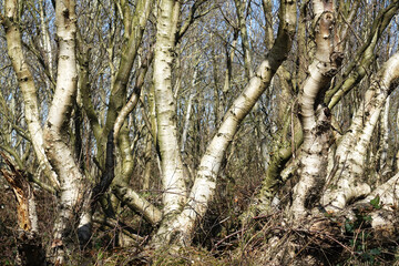 Netherlands. The woodland of Solleveld in The Hague