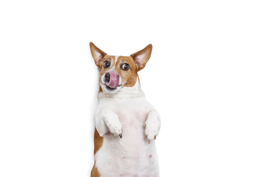 Fat dog licks his nose with tongue.