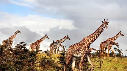 Group of giraffes in the African savannah . Serengeti National Park . Tanzania. © delbars