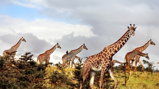 Group of giraffes in the African savannah . Serengeti National Park . Tanzania.