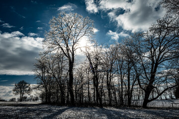 Winter Landscape With Silhouettes Of Trees And Bright Shining Sun