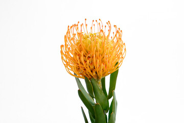 Close up shot of beautiful pincushion protea flower with vivid orange yellow-orange inflorescence....